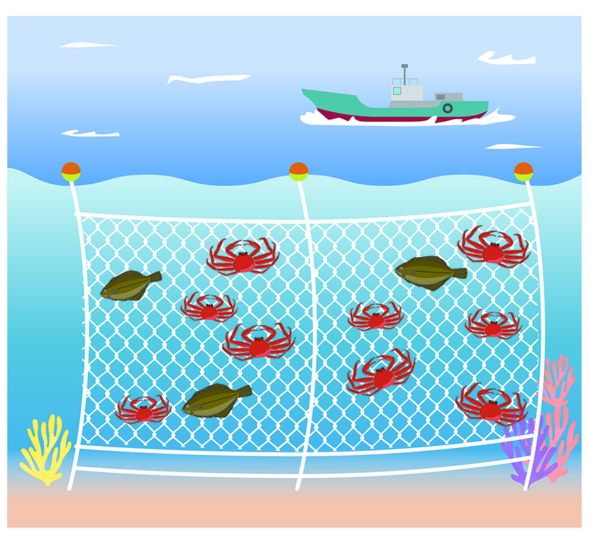 オオズワイガニがカレイ漁の網にひっかかるイメージ画像