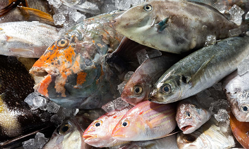 未利用魚の種類　イメージ画像